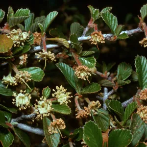 Cercocarpus betuloides
