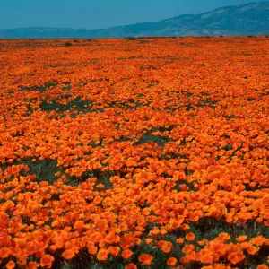 Eschscholzia, NW Antelope Valley