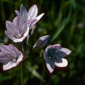 Triteleia laxa, hills, West of Modesto, San Joaquin County