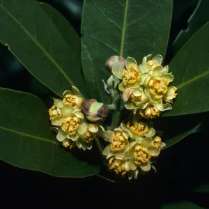 Umbellularia californica