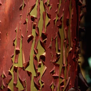 Madron, exfoliating bark 
