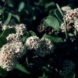 Ceanothus insularis, Santa Cruz Island