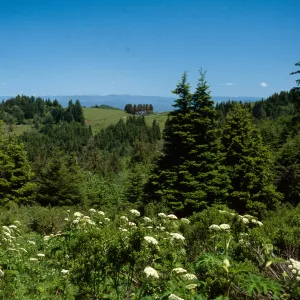 Abies grandis, Pseudotsuga, south of Ferndale, road to Petrolia, Humboldt Del-Norte