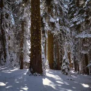 Carson Pass Highway, Alpine County