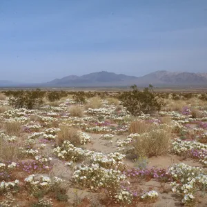 E. of Twentnine Palms, San Bernardino County
