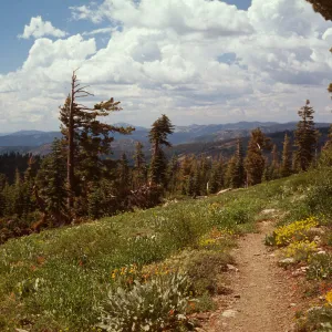 Red Fir Forest, Balsamorhiza (Wooly Balsamroot), Eriogonum (wild buckwheat), Lakes Basin, N. Sierra Nevada, Plumas County