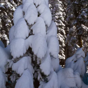 Carson Pass highway, Sierra Nevada, Alpine County