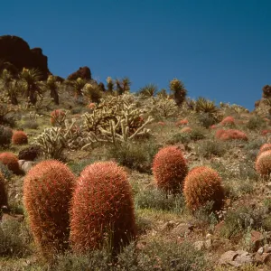 East Mojave Preserve, Mojave Desert, San Bernardino County