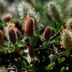 Salix (Willow), anglorum, Upper Virginia Canyon, Yosemite National Park, 10,300 ft., Tuolumne County