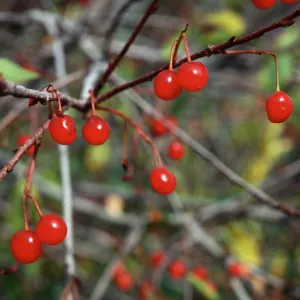 Prunus emarginata