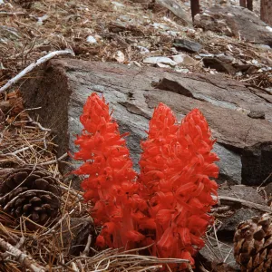 Sarcodes sanguinea, Mt. San Antonio, San Gabriel Mountains, Los Angeles County, July, 1957