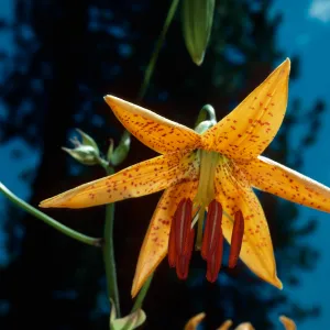 Lilium humboldtii, Sierra Nevada foothills, Yuba County