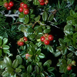 Arctostaphylos uva-ursi