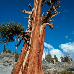 Juniperus occidentalis