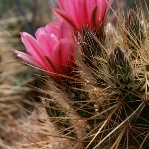 Echinocereus engelmannii, Organ Pipe Cactus National Monument, Pima County, Arizona