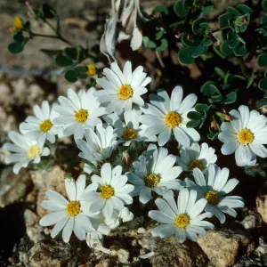 Monoptilon bellioides