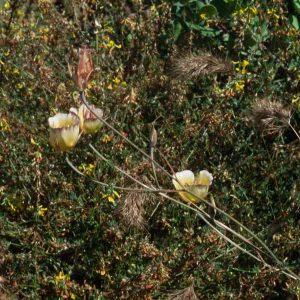 Calochortus weedii var. intermedius Crystal Cove, Orange County Ca.