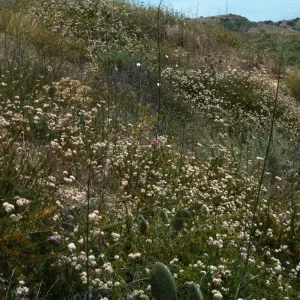 Calochortus weedii var. intermedius, Yorba Linda, CA