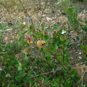 Calochortus weedii var. intermedius, Crystal Cove, Orange County, CA. Bumble Bee Polination