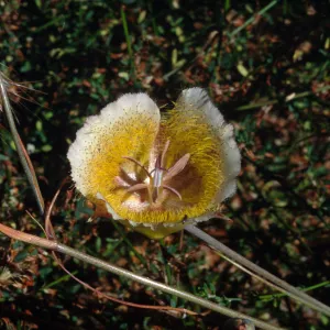 Calochortus weedii var. intermedius, Crystal Cove, Orange County, CA