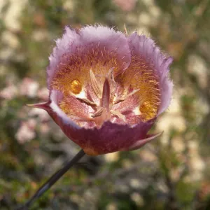 Calochortus weedii var. intermedius, Yorba Linda, CA