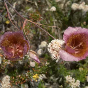 Calochortus weedii var. intermedius, Yorba Linda, CA