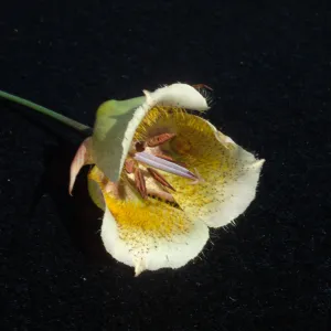 Calochortus weedii var. intermedius
