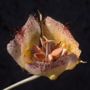 Calochortus weedii var. vestus