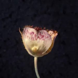 Calochortus weedii var. vestus Cross section view