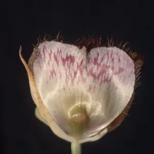 Calochortus weedii var. vestus cross section view