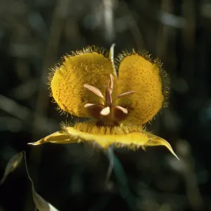 Calochortus weedii var. vestus 