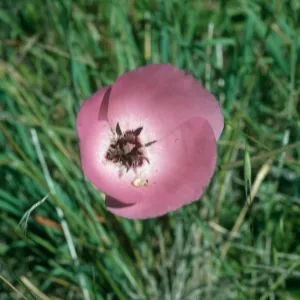 Calochortus splendens , Starr Ranch