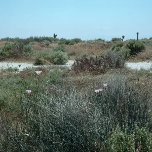 Calochortus splendens Habitat, Lancaster, CA