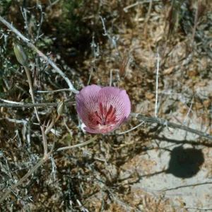 Calochortus striatus