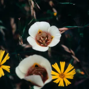 Calochortus superbus, Sequoia National Park
