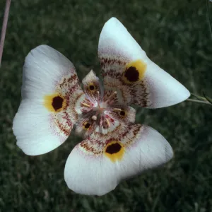 Calochortus superbus