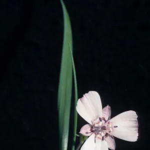Calochortus umbellatus, cult.