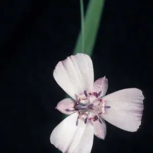 Calochortus umbellatus, cult.