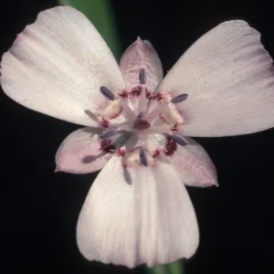 Calochortus umbellatus, cult.