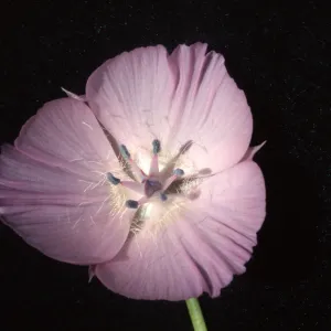 Calochortus uniflorus