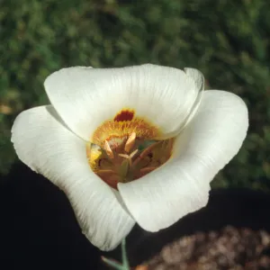 Calochortus vestae