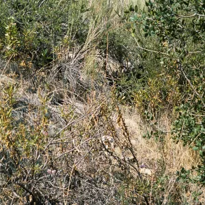 Calochortus plummerae, Angelus Oaks, San Bernardino, CA