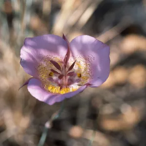 Calochortus Plummerae, Angelus Oaks, San Bernardino CA