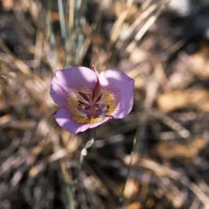 Calochortus plummerae, Angelus Oaks, San Bernardino, CA