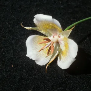 Calochortus plummerae, Bichota Canyon, Angeles National Forest