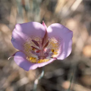 Calochortus plummerae, Angelus Oaks