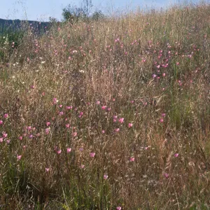 Calochortus splendens Habitat 