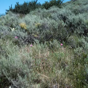 Calochortus splendens Habitat 