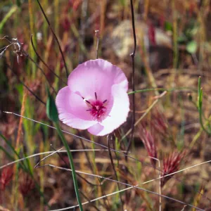 Calochortus splendens, Dana Point Headlands