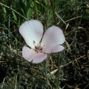 Calochortus splendens Starr Ranch, Ca